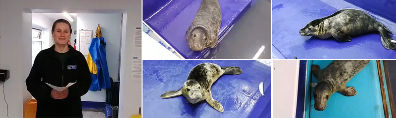 Meet the Seal Pups - Virtual Experience - 8th January 2023
