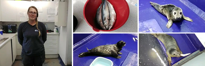 Meet the Seal Pups - Virtual Experience  - 13th November 2021