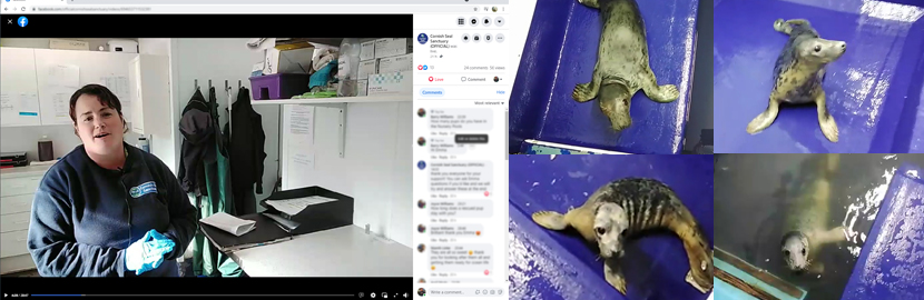 Meet the Seal Pups - Virtual Experience  - 16th October 2021