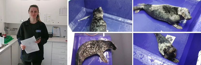 Meet the Seal Pups - Virtual Experience  - 20th March 2022