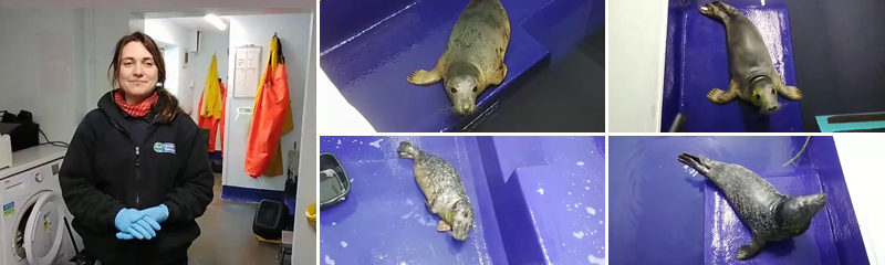 Meet the Seal Pups - Virtual Experience - 22ndJanuary 2023