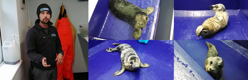 Meet the Seal Pups - Virtual Experience - 23rd October 2021