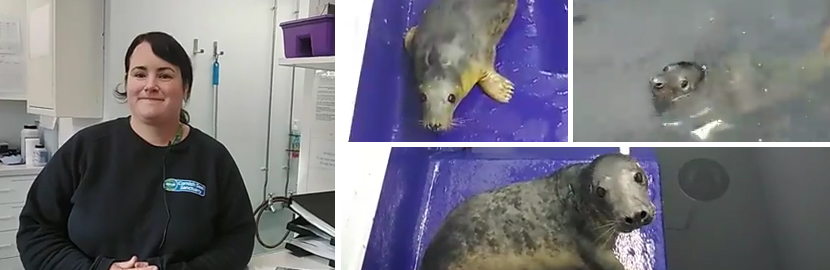 Meet the Seal Pups - Virtual Experience  - 30th November 2021