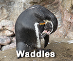 Waddles