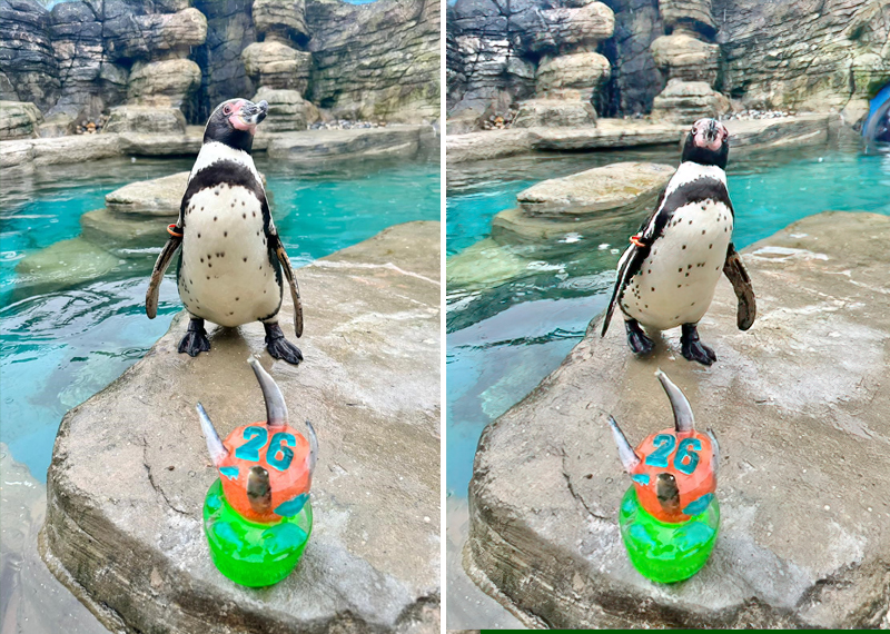 Waddles celebrating his 26th birthday on 13th March