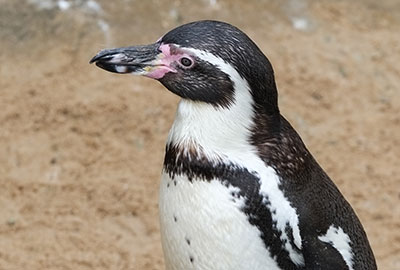 New Penguin Couple Settle in at the Sanctuary
