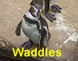 Waddles - Orange Tag - Penguin