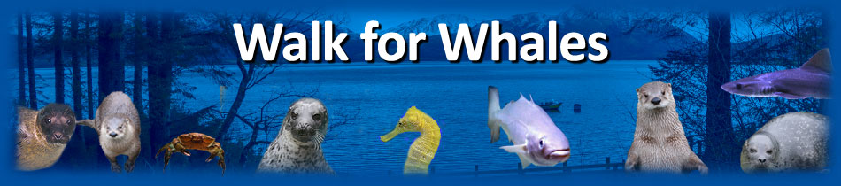 The Whale and Dolphin Conservation
