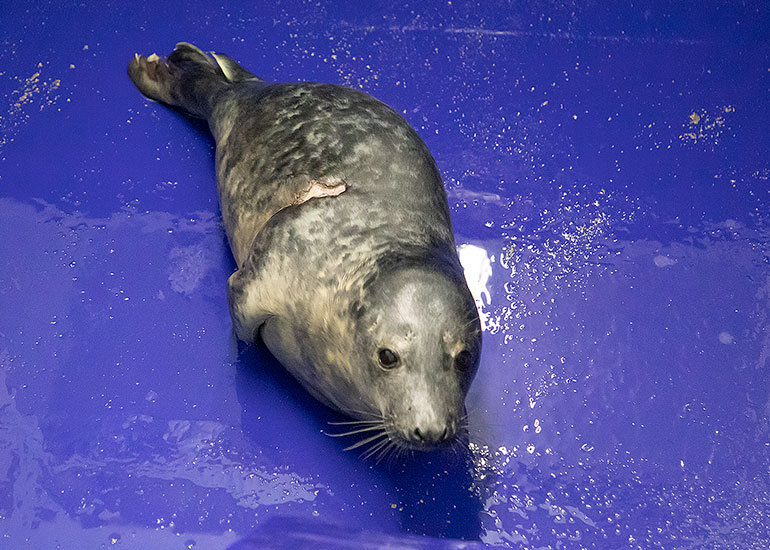 Walkman, rescued seal pup