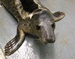 Wallaby