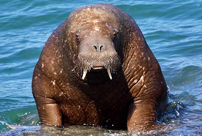 Walrus - Photo Credit - Nikki Nahal