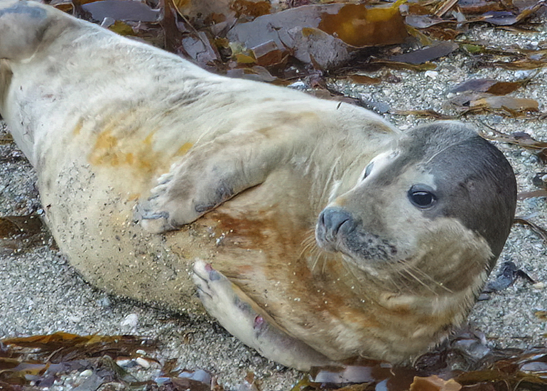 Wasabi - Photo credit :  Kerstin Hartmann
