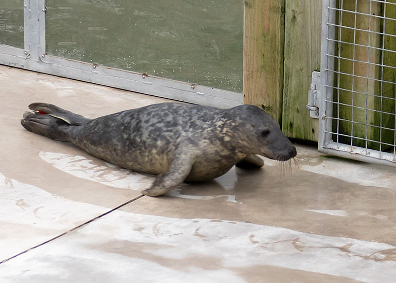Wet Wet Wet, rescued seal pup