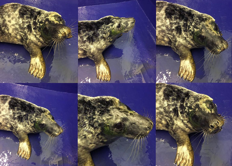 Wet Wet Wet, rescued seal pup