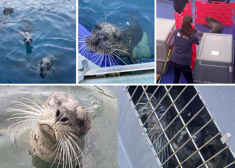 Weymouth SEA LIFE seals