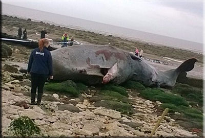 sperm whale stranding