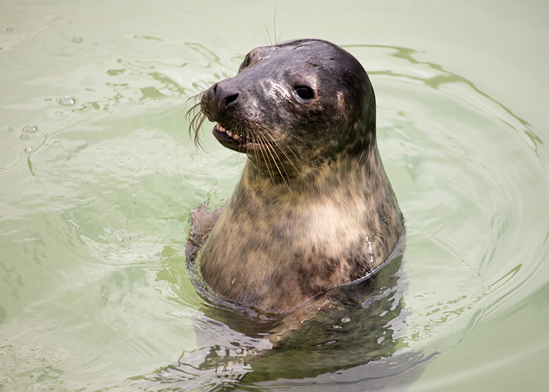 Wham, rescued seal pup