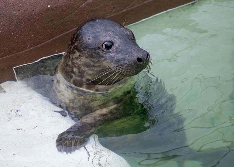 Wham, rescued seal pup