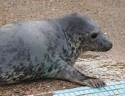 Whist, a rescued grey seal pup from the 2015/16 season