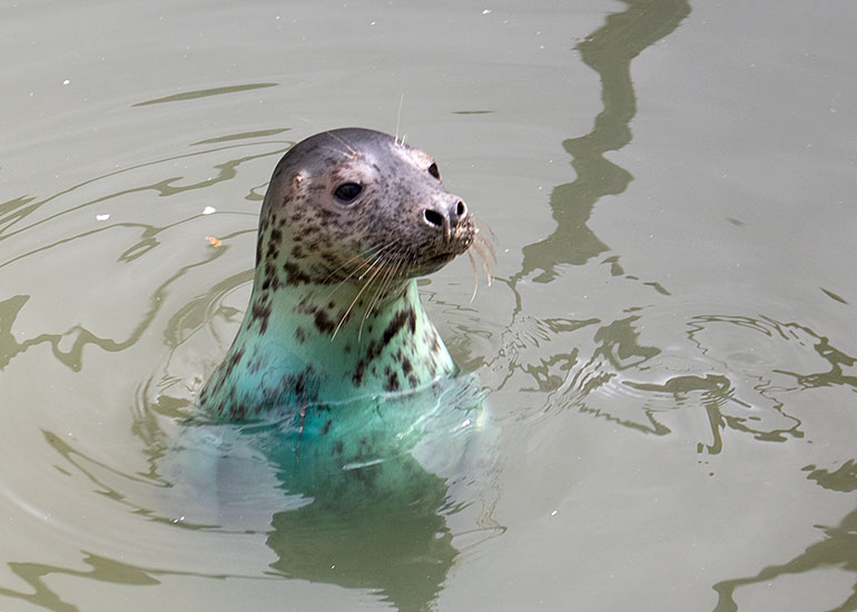 Whitney Houston, rescued seal pup