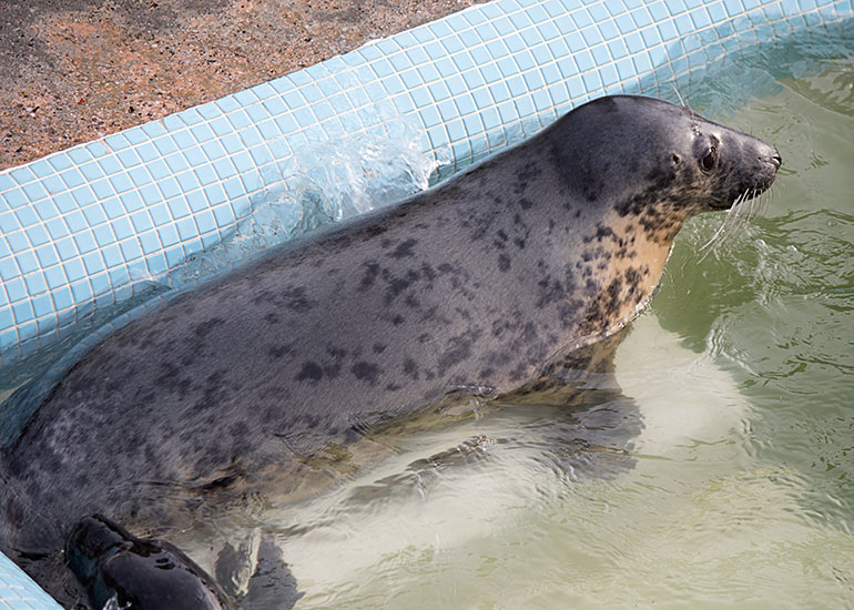 Willow  in the convalescent pool