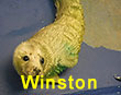 Winston, a rescued grey seal pup from the 2017/18 season