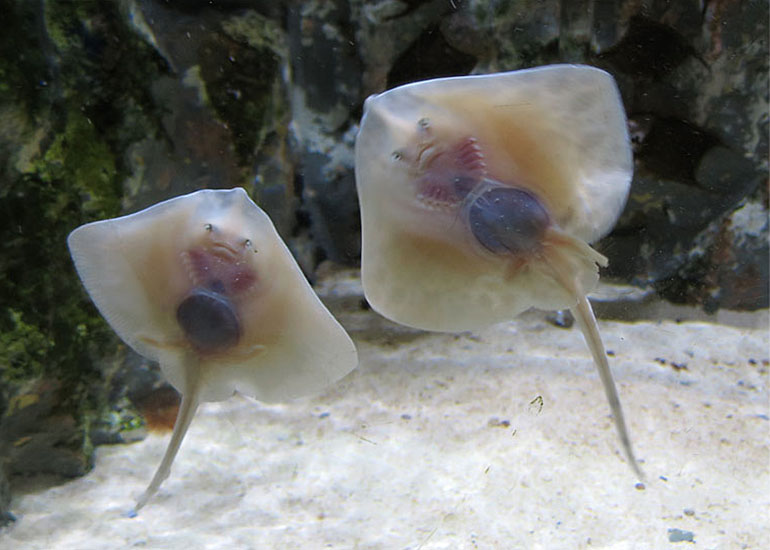 Baby Rays