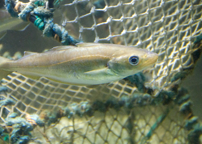 Whiting