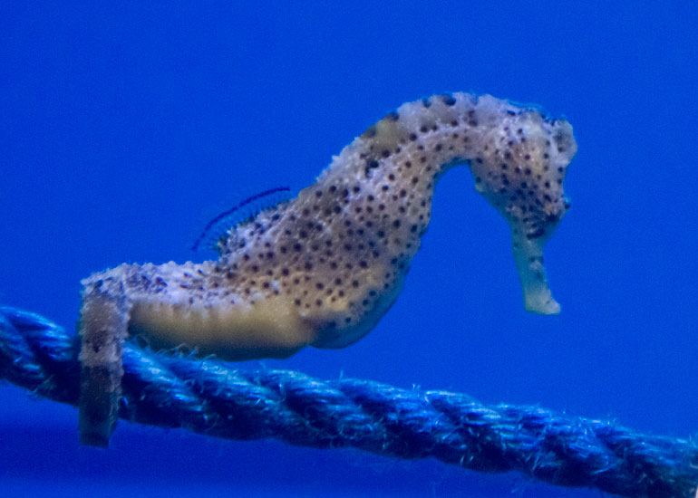 The Scottish SEA LIFE Sanctuary Aquarium Photos