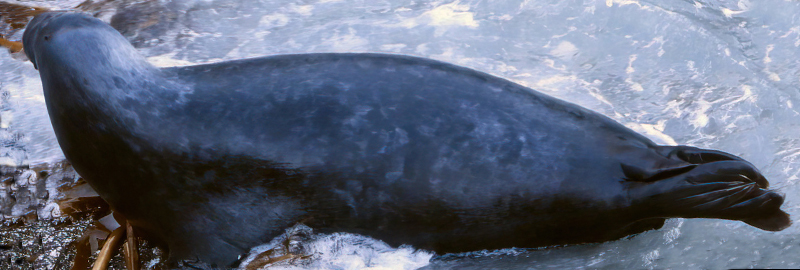 Rescued Seal Pups 2022/23