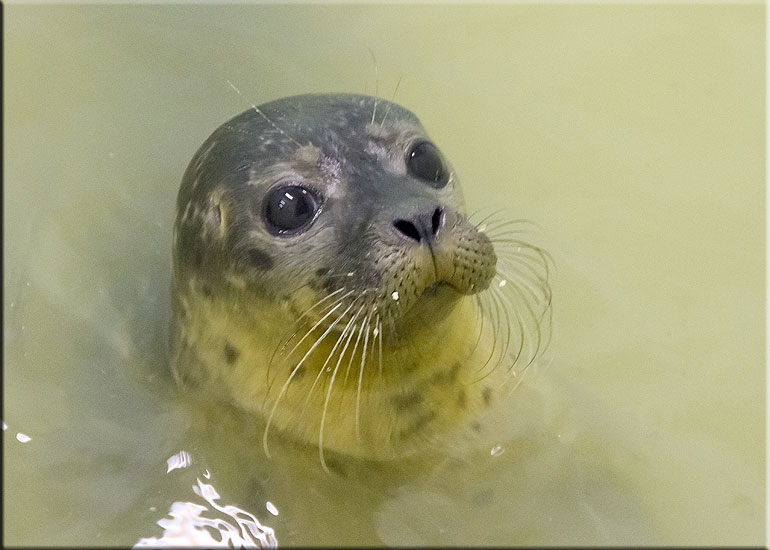 Wonderwoman in the weaning pool