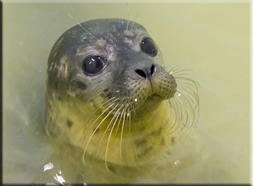 Wonderwoman in the weaning pool