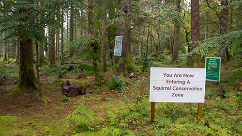 Red Squirrel survey