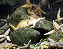 Sea Life Sanctuary