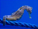 Seahorse