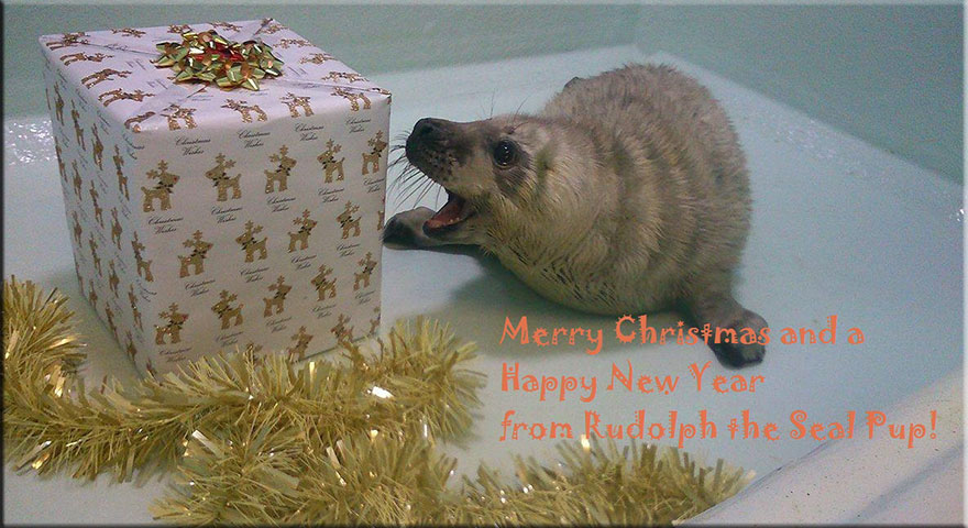 Greetings message from Rudolph