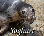 Yoghurt