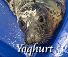 Yoghurt