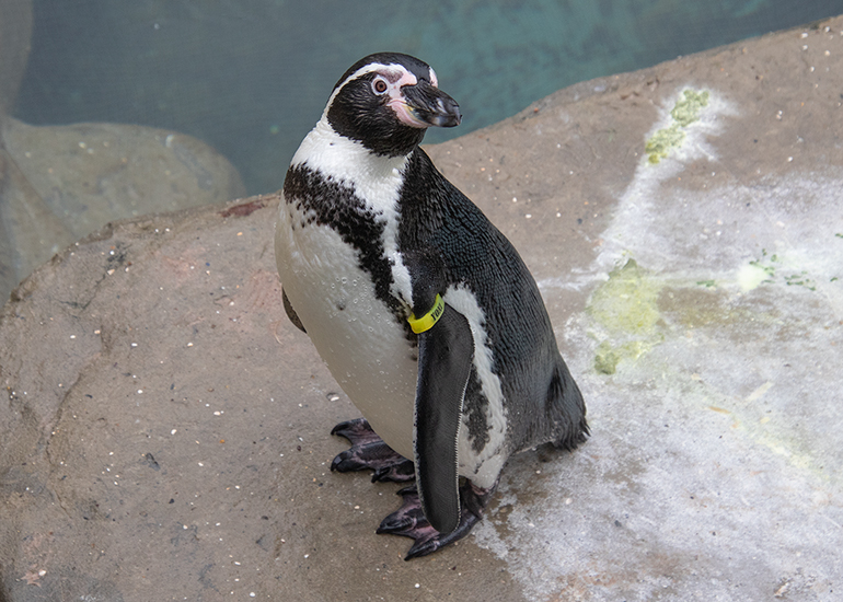 Yoni - Humboldt Penguin