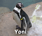 Yoni