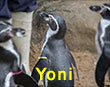 Yoni - Yellow Tag - Penguin
