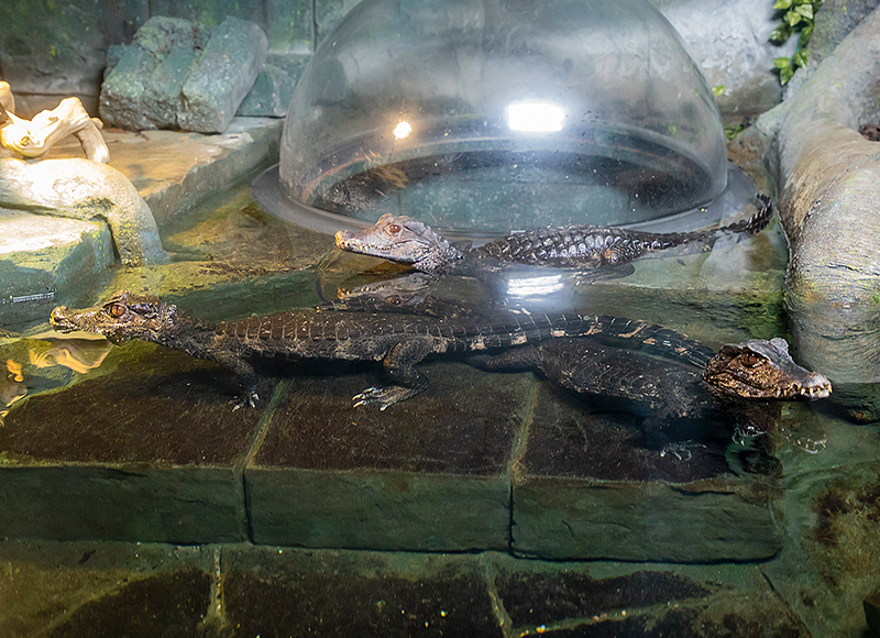 Cuvier's Dwarf Caimen Crocodile