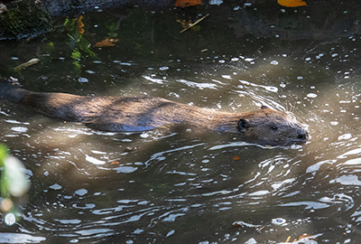Beavers - Steve and Terri - 13th October 2026