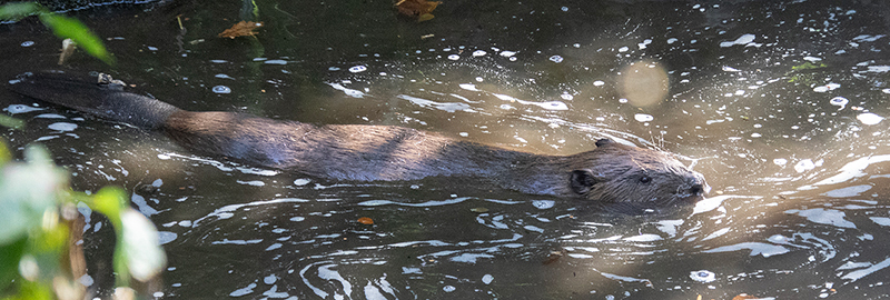 Beavers - Steve and Terri - 13th October 2026