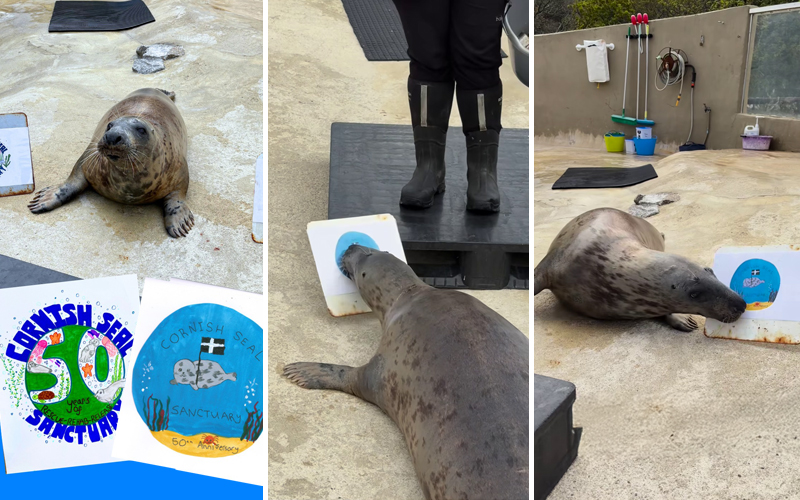 Judge Banana chooses logo