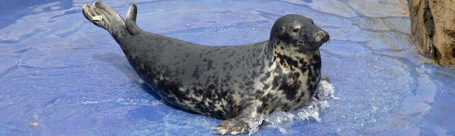 Aayla on 17th June 2018 at Hunstanton SEA LIFE