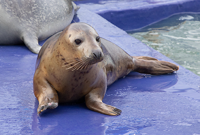 Aayla on 17th June 2018 at Hunstanton SEA LIFE