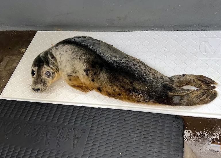 Photo Credit - BDMLR Seal Hospital