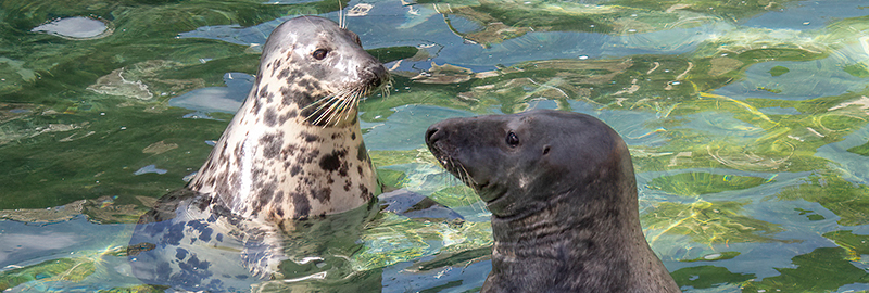 Adult Grey Seal