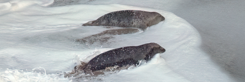 Seals coming out of the sea onto the beach